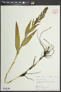 Habenaria repens image