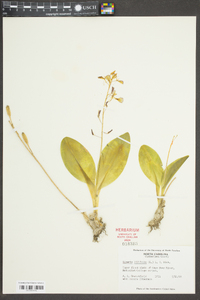 Liparis liliifolia image