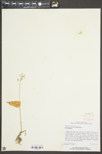 Malaxis unifolia image