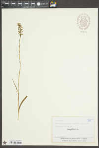 Platanthera nivea image