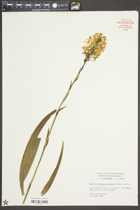 Platanthera blephariglottis image