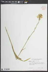 Platanthera ciliaris image