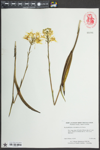 Platanthera ciliaris image