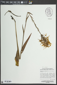 Platanthera ciliaris image