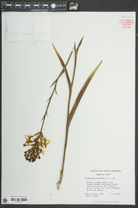 Platanthera ciliaris image