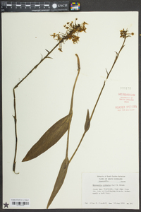 Platanthera ciliaris image