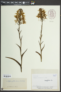 Platanthera ciliaris image