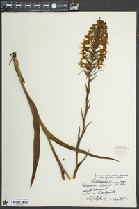 Platanthera ciliaris image