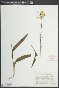 Platanthera ciliaris image