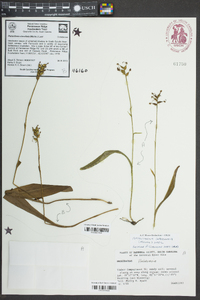 Platanthera clavellata image