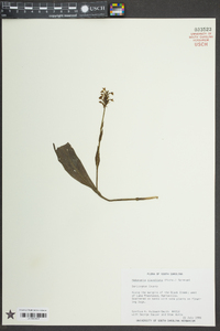 Platanthera clavellata image