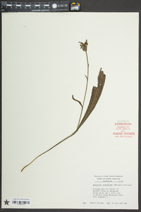 Platanthera clavellata image