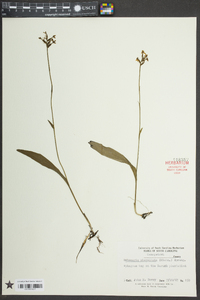 Platanthera clavellata image