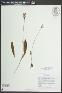 Platanthera flava image