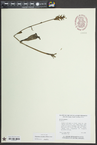 Platanthera clavellata image