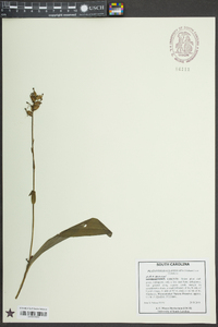 Platanthera clavellata image