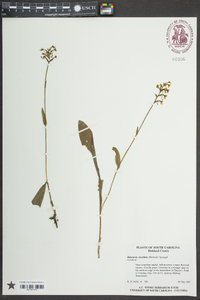 Platanthera clavellata image