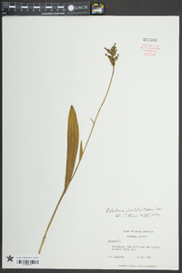 Platanthera clavellata image