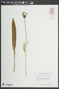 Platanthera clavellata image