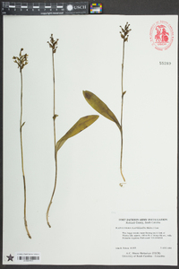 Platanthera clavellata image