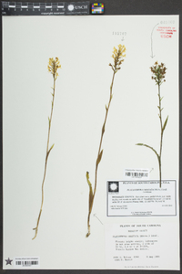 Platanthera cristata image