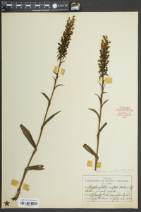 Platanthera cristata image