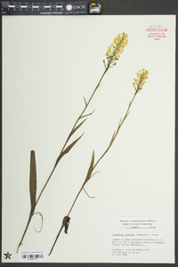 Platanthera cristata image