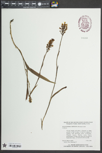 Platanthera cristata image