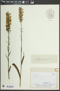 Platanthera cristata image