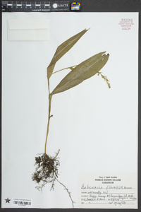 Platanthera flava image