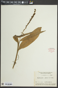 Platanthera flava image