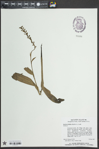 Platanthera flava image