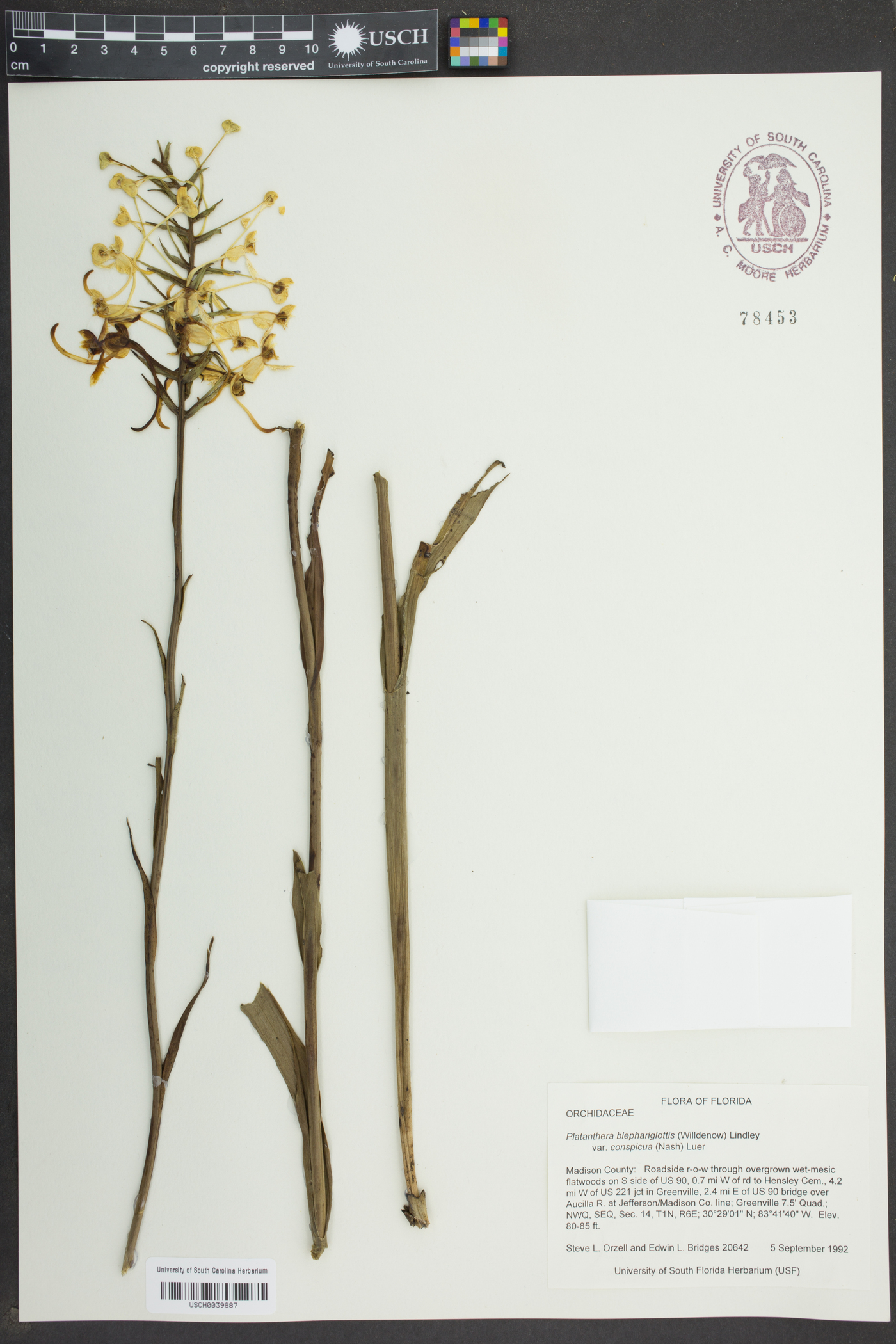 Platanthera blephariglottis var. conspicua image