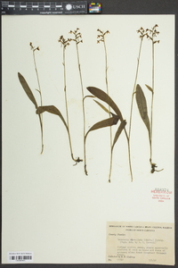 Platanthera clavellata image