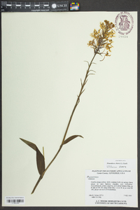 Platanthera ciliaris image