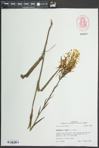 Platanthera ciliaris image