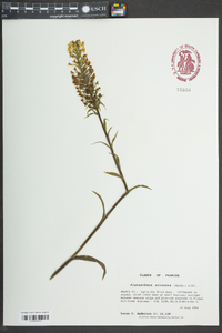 Platanthera cristata image