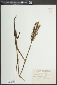 Platanthera cristata image