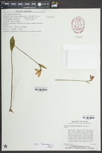 Pogonia ophioglossoides image