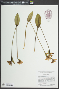 Pogonia ophioglossoides image