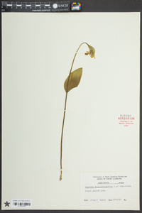 Pogonia ophioglossoides image