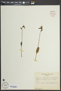 Pogonia ophioglossoides image