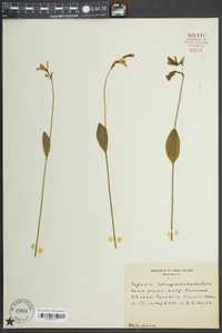 Pogonia ophioglossoides image