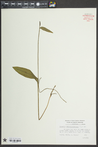 Pogonia ophioglossoides image