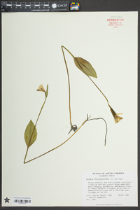 Pogonia ophioglossoides image