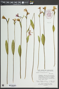 Pogonia ophioglossoides image