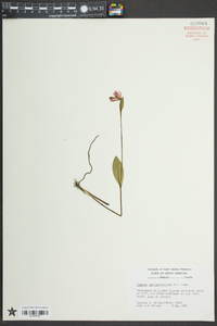 Pogonia ophioglossoides image