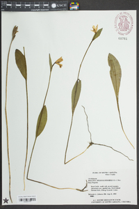 Pogonia ophioglossoides image