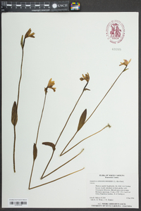 Pogonia ophioglossoides image