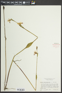 Pogonia ophioglossoides image